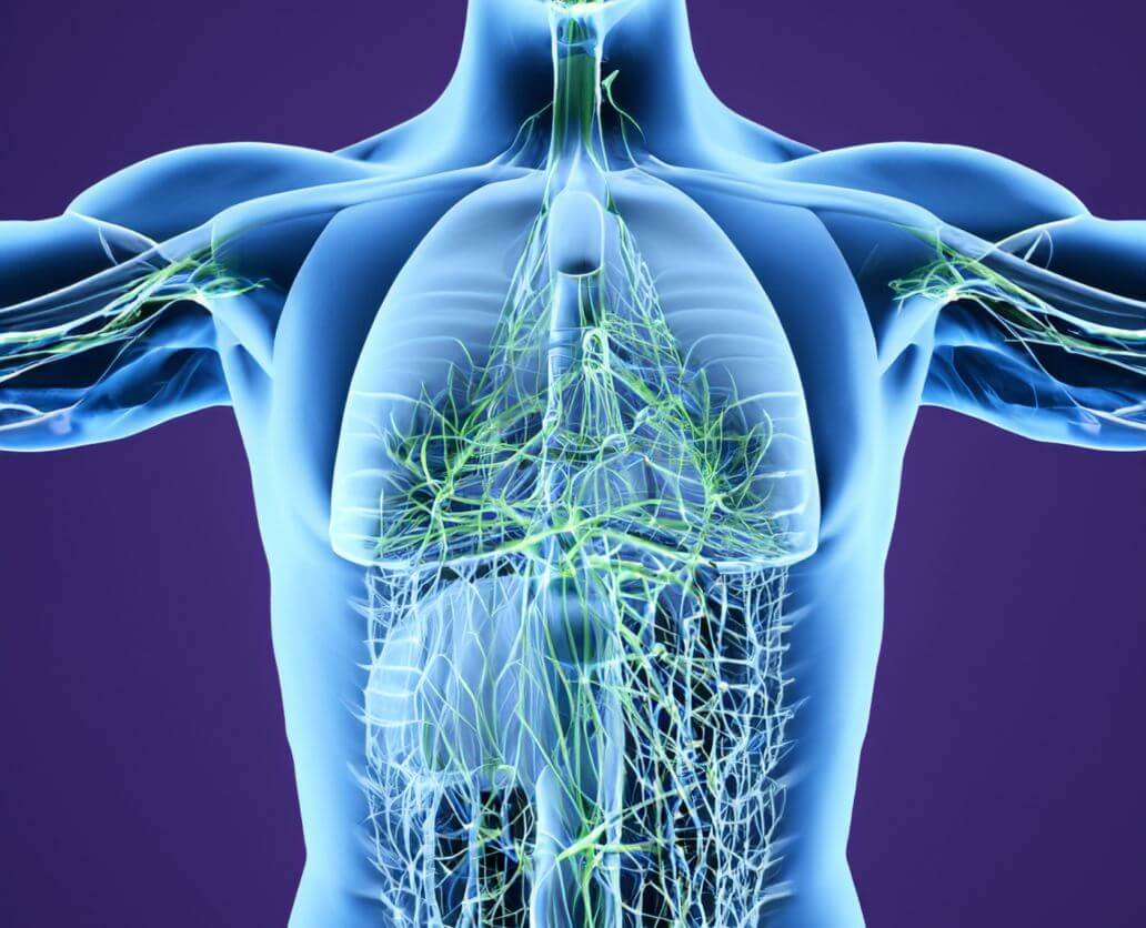 Lymphatic system